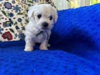 Scoby vel Theo - 5 tygodni